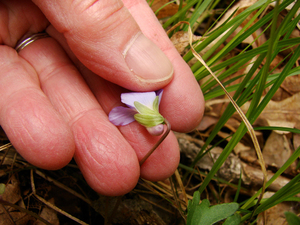 Photo By: Stephen M. Young. Photo taken: Tompkins County, NY on 10 May 2008
